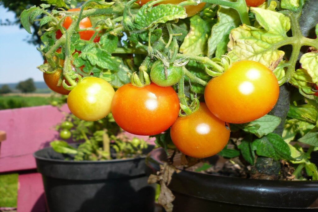 culture tomate en pots
