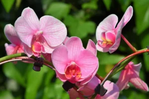 les orchidées