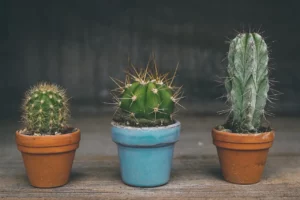 les cactus