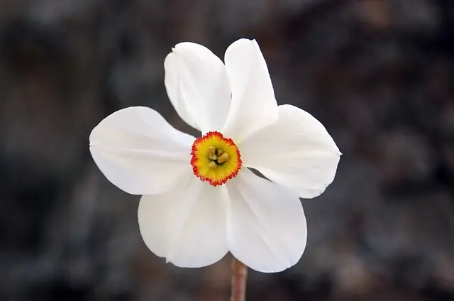 Fleur de narcissus (jonquilles) 