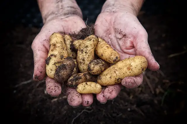 Quand planter les pommes de terre